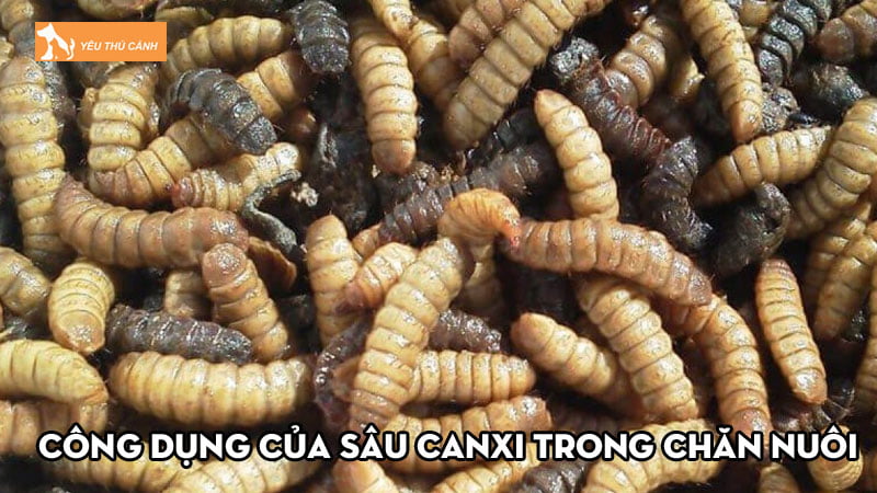 Sâu canxi là gì? Công dụng và cách sử dụng trong chăn nuôi
