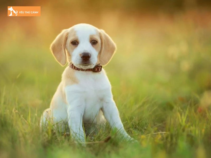 su-khac-biet-giua-cho-va-soi-qua-dac-diem-ngoai-hinh-the-chat-thucanh