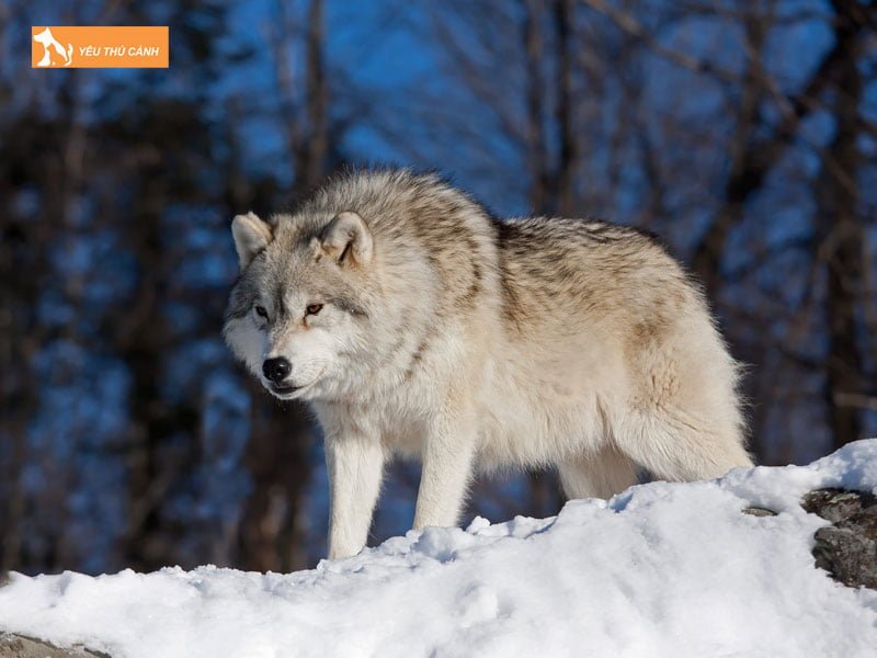 su-khac-biet-qua-cach-hanh-xu-giua-cho-va-soi-thucanh