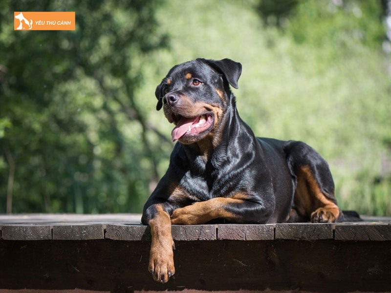 Su-khac-nhau-giua-cho-becgie-va-rottweiler-qua-tinh-cach1-thucanh