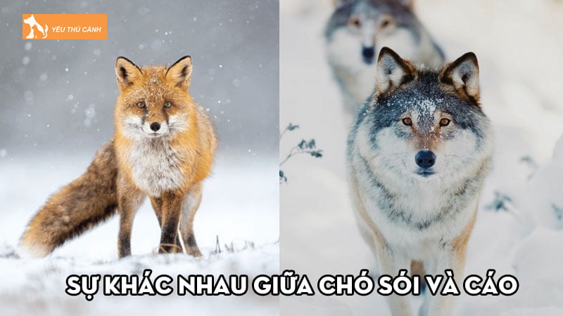 Sự khác nhau giữa chó sói và cáo có thể bạn chưa biết