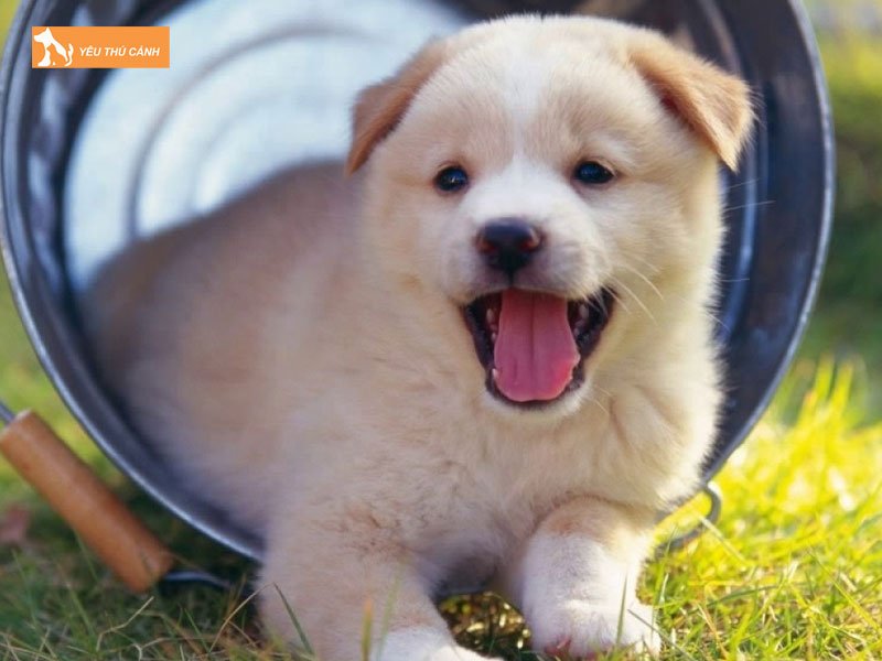 su-khac-nhau-qua-nguon-thuc-an-thucanh