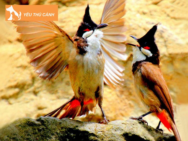 tai-sao-nen-ep-giong-cua-chim-thucanh