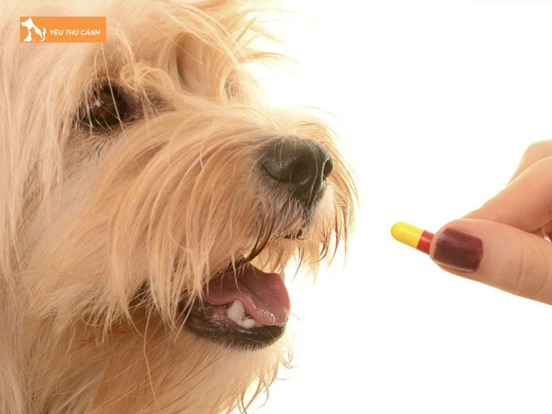 tai-sao-phai-tay-giun-cho-cho-thucanh