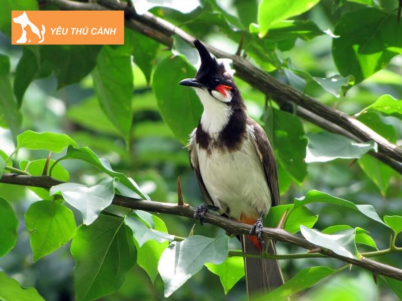 thoi-diem-chon-chim-chao-mao-thucanh