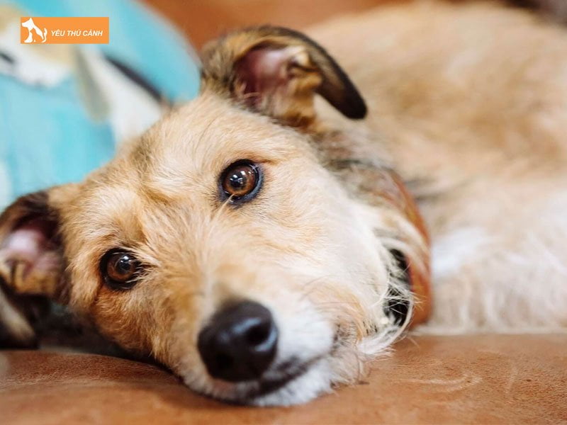 thoi-diem-tay-giun-phu-hop-cho-cho-thucanh