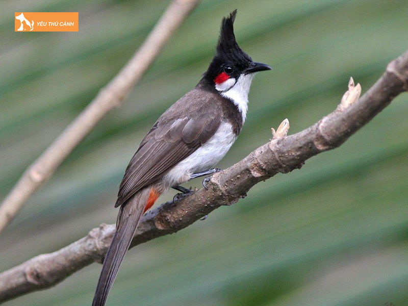 thoi-gian-tap-luc-cho-chim-chao-mao-thucanh