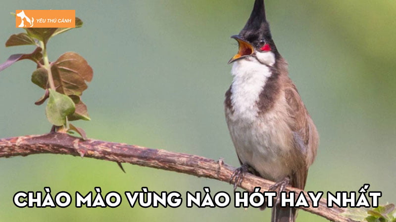 Thông tin chào mào vùng nào hót hay nhất có thể bạn chưa biết? Thông tin chào mào vùng nào hót hay nhất có thể bạn chưa biết?
