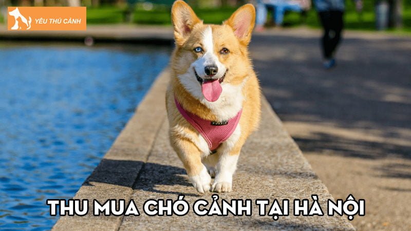 Thu mua chó cảnh tại Hà Nội | 10+ địa chỉ mua bán uy tín, giá tốt