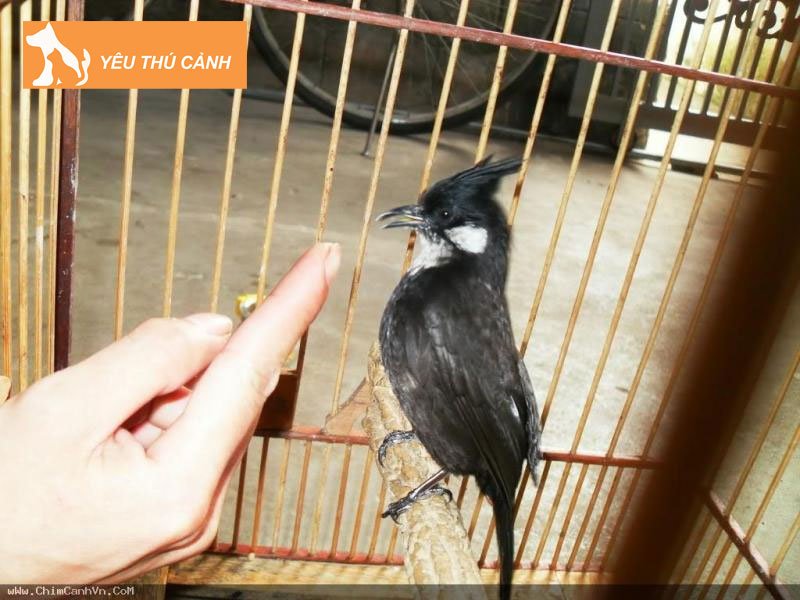 thuc-an-de-nuoi-thuan-chim-chao-mao-ma-trang-thucanh