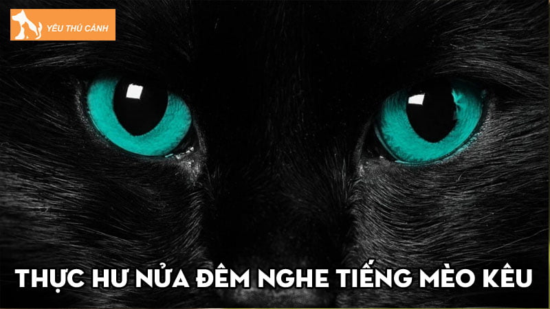Thực hư nửa đêm nghe tiếng mèo kêu là có vong hồn, ma quỷ