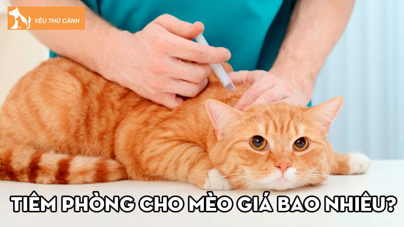 tiem-phong-cho-meo-gia-bao-nhieu-lich-trinh-tiem-phong-cho-meo-thucanh