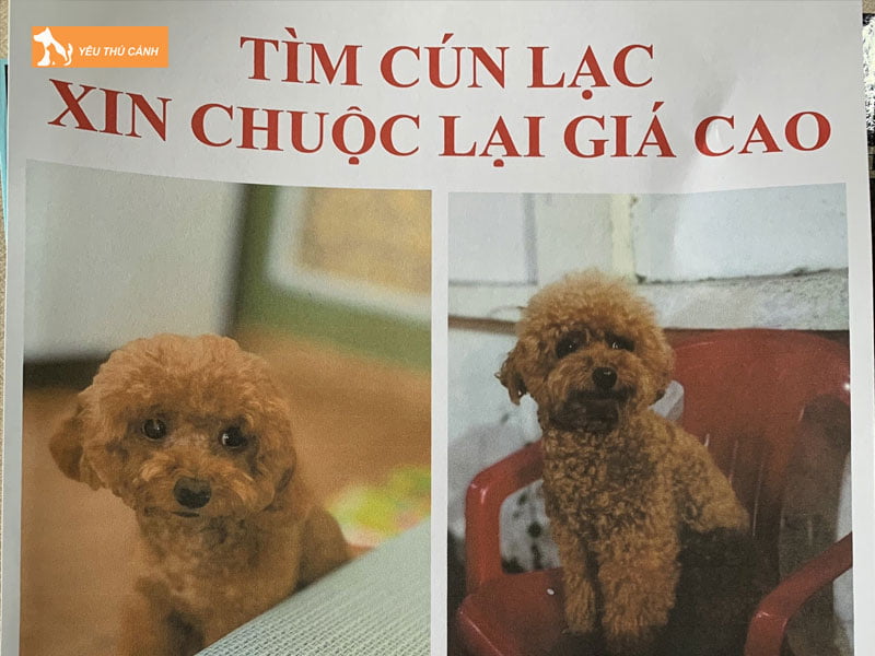 tim-cho-lac-bang-cach-in-hinh-anh-cun-tren-cac-to-roi-poster-thucanh