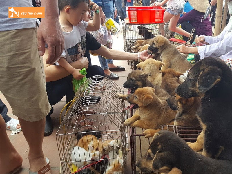 tim-cho-o-nhung-khu-vuc-nhu-lo-mo-cho-cho-canh-quan-thit-cay-thucanh