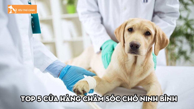 Top 5 cửa hàng chăm sóc chó Ninh Bình uy tín, chất lượng Top 5 cửa hàng chăm sóc chó Ninh Bình uy tín, chất lượng
