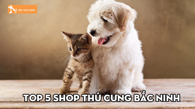 Top 5 shop thú cưng Bắc Ninh uy tín được ưa chuộng Top 5 shop thú cưng Bắc Ninh uy tín được ưa chuộng