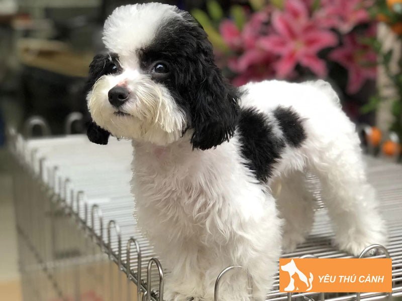 trung-thanh-cho-canh-dia-chi-thu-mua-cho-canh-tai-ha-noi-tin-cay-thucanh