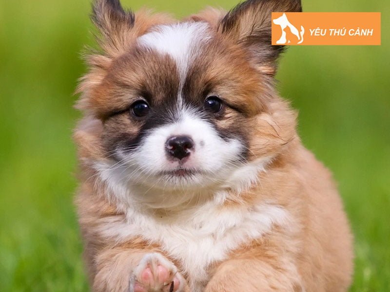 tung-loc-pet-don-vi-thu-mua-cho-canh-tai-ha-noi-gia-tot-thucanh