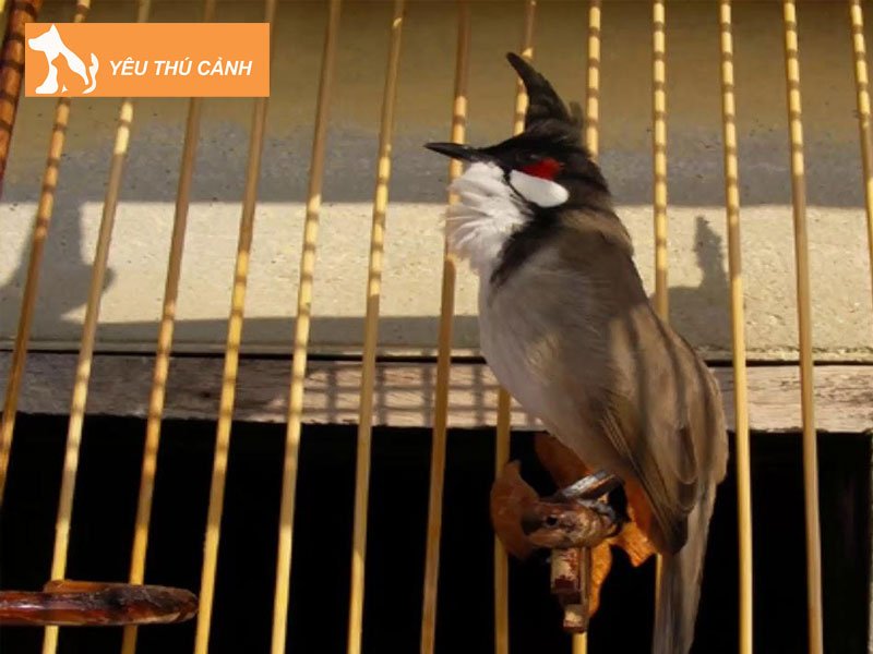 uu-diem-cua-chao-mao-boi-gia-tu-nhien-thucanh