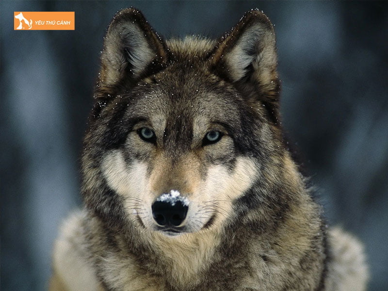 ve-quan-he-ho-hang-thucanh