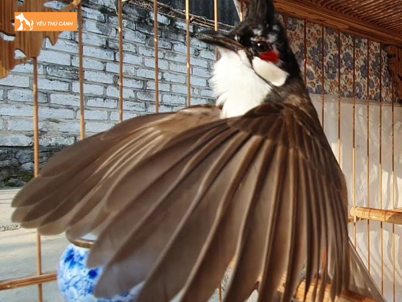 vi-sao-can-phai-tap-luc-cho-chao-mao-thucanh