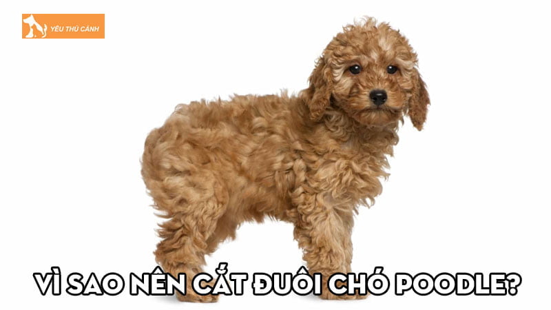 Vì sao nên cắt đuôi chó Poodle? Hướng dẫn cách cắt đuôi an toàn tại nhà Vì sao nên cắt đuôi chó Poodle? Hướng dẫn cách cắt đuôi an toàn tại nhà