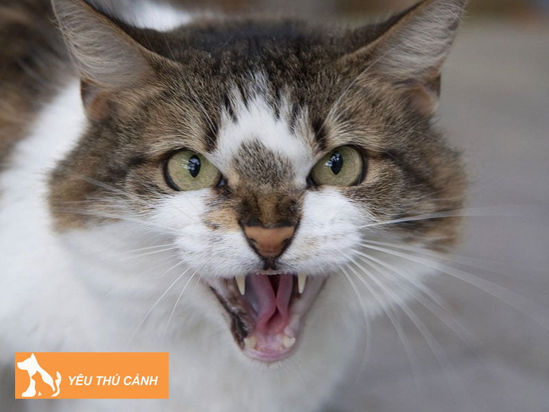 vi-sao-nua-dem-meo-keu-nhu-tre-con-khoc-thucanh