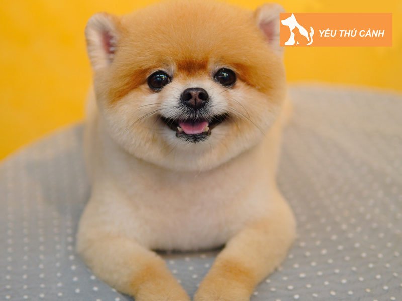 voodle-house-thucanh