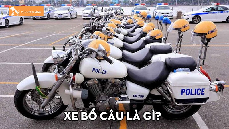 Xe bồ câu là gì? Một số thông tin cần biết về loại xe đặc biệt này