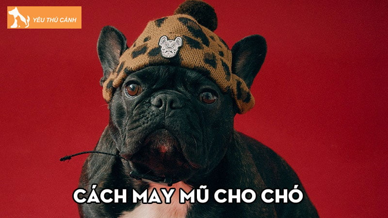 Cách may mũ cho chó và những vật dụng cần thiết bạn nên biết
