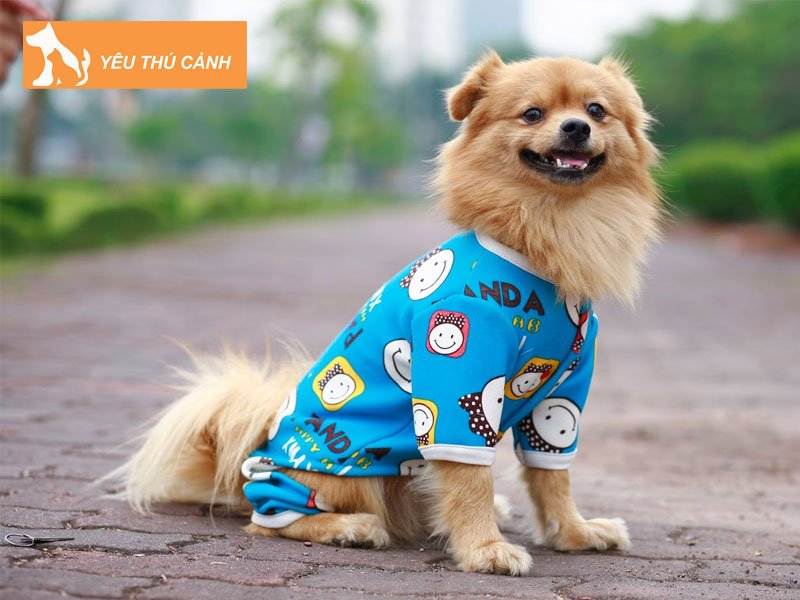 cach-may-quan-ao-cho-cho-thucanh