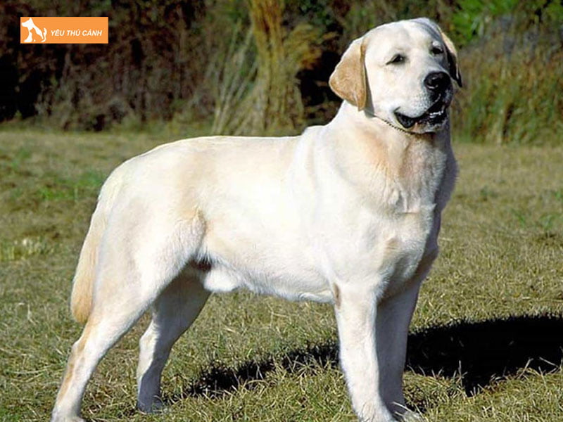 Cham-soc-cho-labrador-me-khi-mang-thai-thucanh