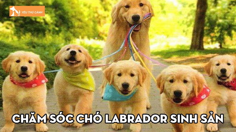 Chăm sóc chó Labrador sinh sản và một số lưu ý đáng quan tâm