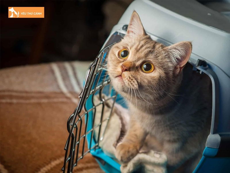 lam-the-nao-de-mang-theo-thu-cung-len-xe-mot-cach-hieu-qua-1-thucanh