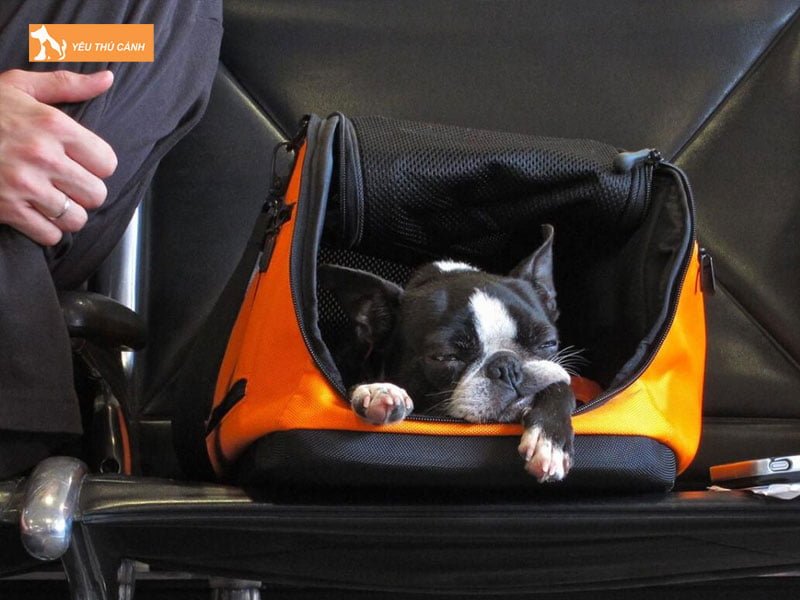 lam-the-nao-de-mang-theo-thu-cung-len-xe-mot-cach-hieu-qua-2-thucanh