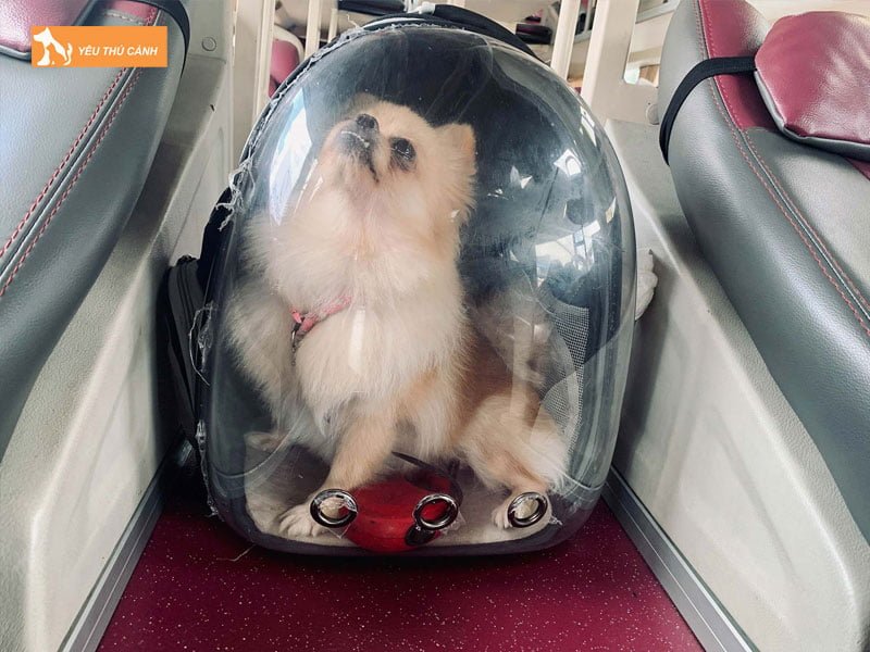 lam-the-nao-de-mang-theo-thu-cung-len-xe-mot-cach-hieu-qua-thucanh