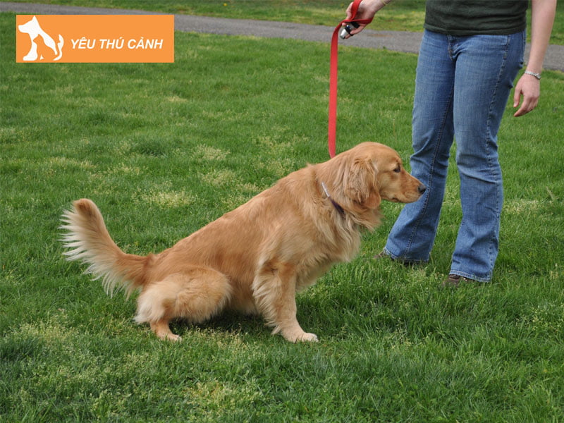 nhung-buoc-day-cho-di-ve-sinh-dung-cho-don-gian-de-thuc-hien-1-thucanh