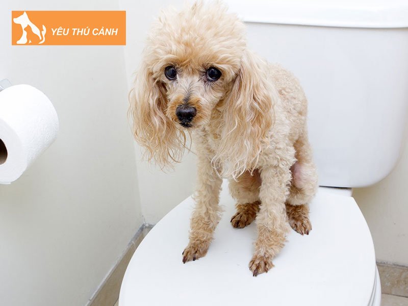 nhung-kho-khan-gap-phai-khi-day-cho-di-ve-sinh-thucanh