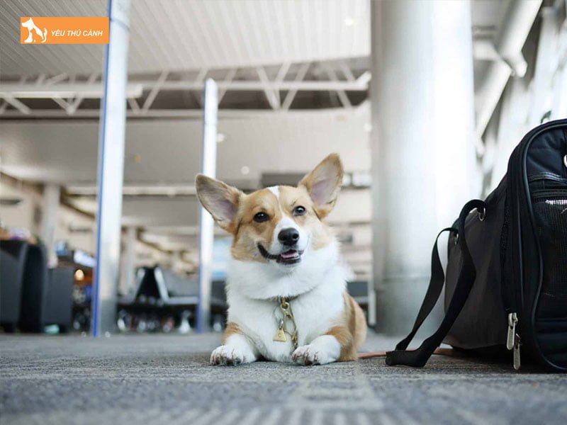 vi-sao-khach-khong-duoc-mang-theo-thu-cung-len-xe-thucanh