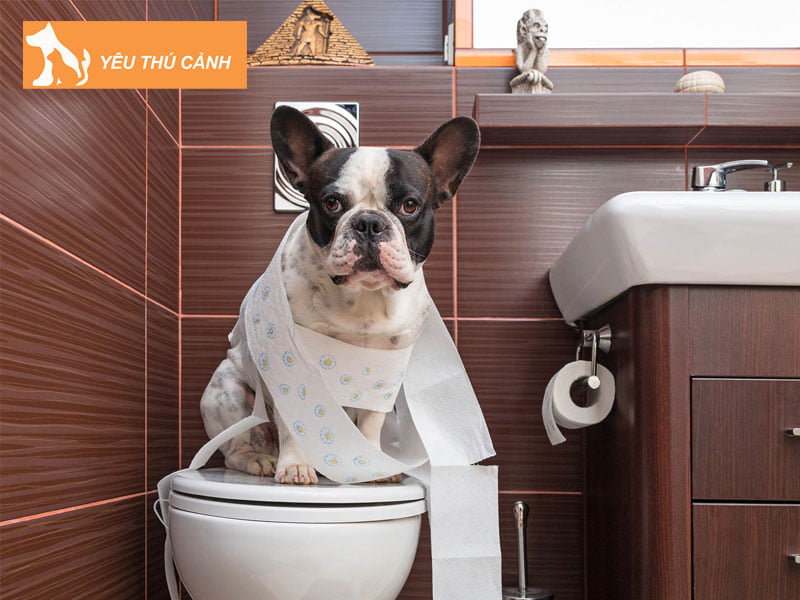 vi-sao-nen-day-cho-di-ve-sinh-dung-cho-thucanh