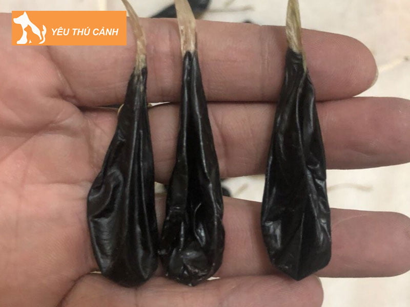 bai-thuoc-chua-benh-tu-mat-ky-da-1-thucanh