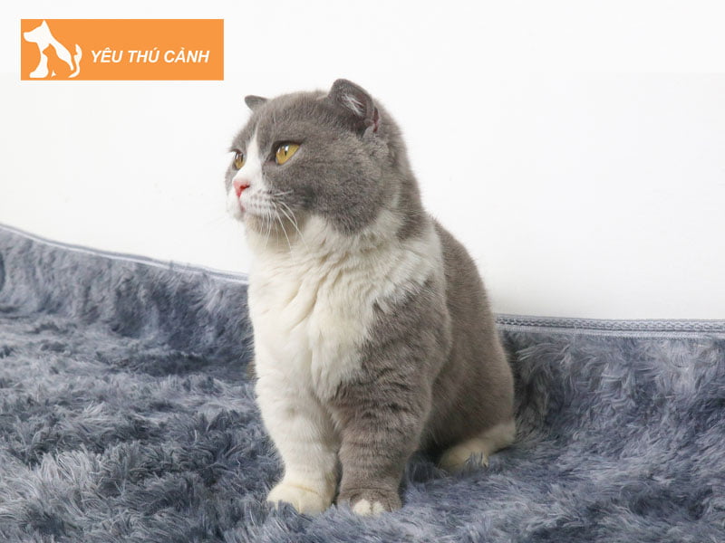 bang-gia-meo-anh-long-ngan-bicolor-tham-khao-thucanh