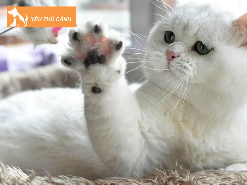 bang-gia-meo-anh-long-ngan-mau-silver-moi-nhat-thucanh