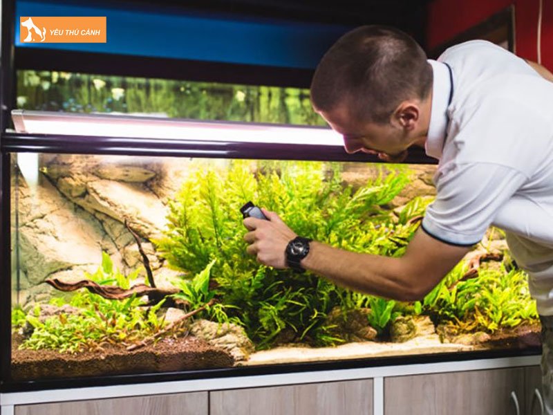 Bao-tri-ho-ca-bay-mau-va-thay-nuoc-thuong-xuyen-thucanh