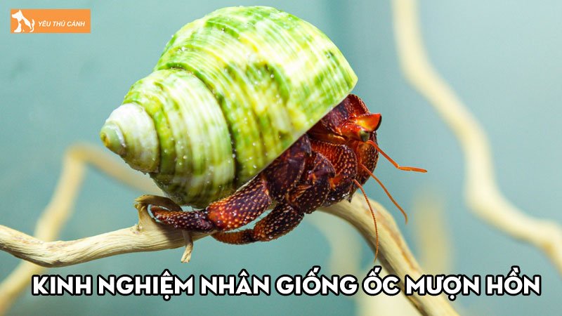 Bật mí các kinh nghiệm nhân giống ốc mượn hồn hiệu quả