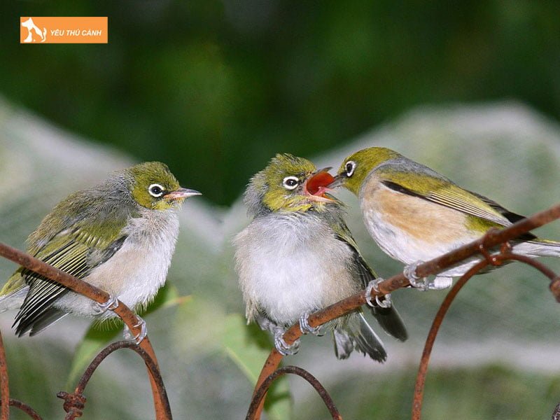 bat-mi-cach-chon-cam-khuyen-tot-nhat-thucanh