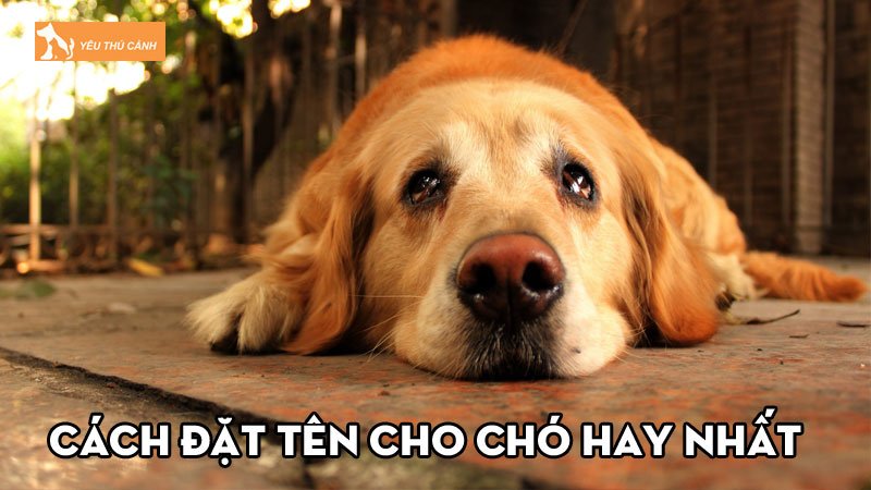 Bật mí những cách đặt tên cho chó hay nhất bạn không nên bỏ qua