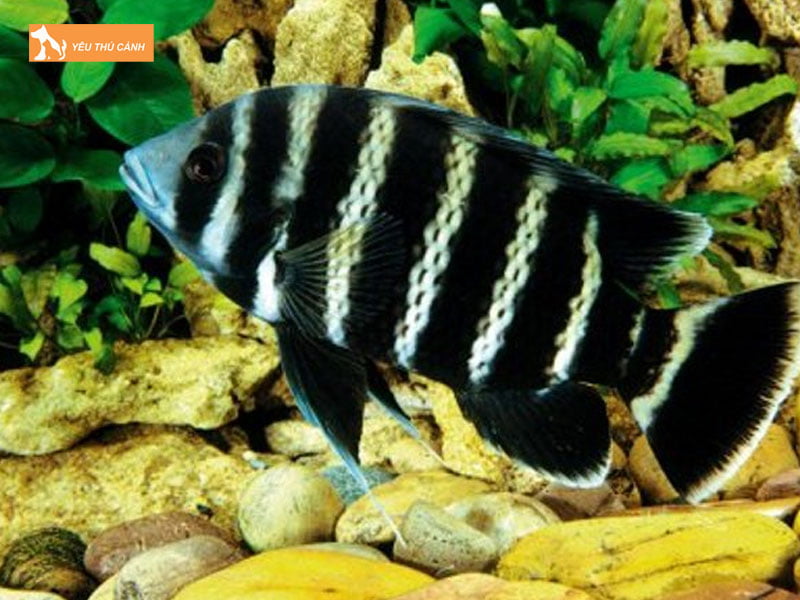 Be-nuoi-ca-hoang-tu-chau-phi-thucanh