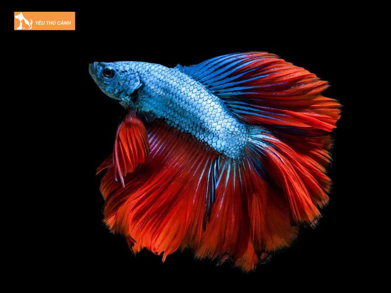 Betta-crowntail-thucanh