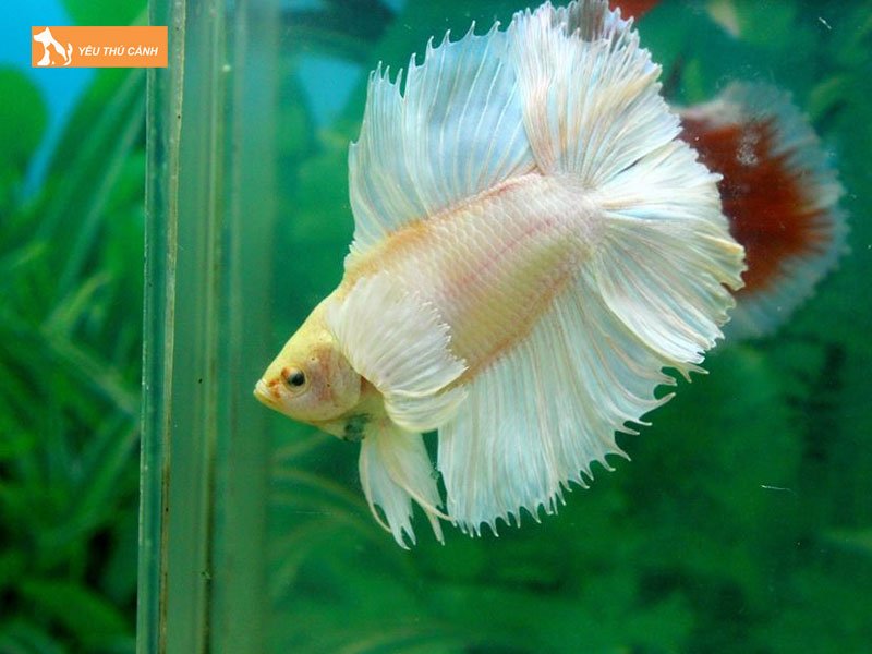 Betta-doubletail-thucanh